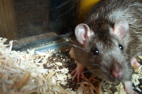 piper the rat