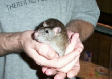 piper3