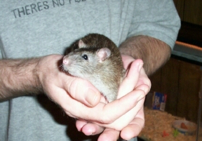 piper3
