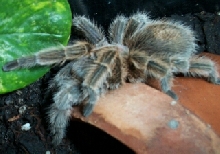 tarantula