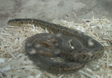wild caught