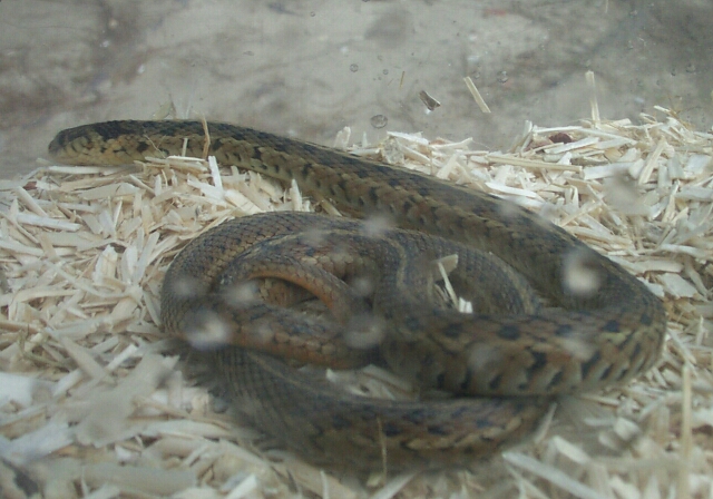 wild caught