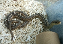 wild caught snake 1