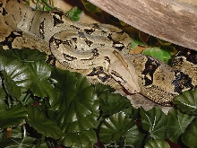 Salina