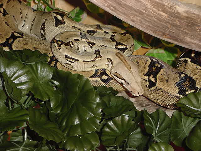 Salina