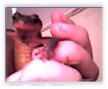 salamander