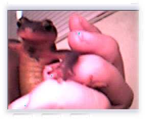 salamander