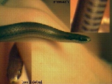 ringneck?