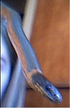 Snake head