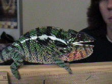 male