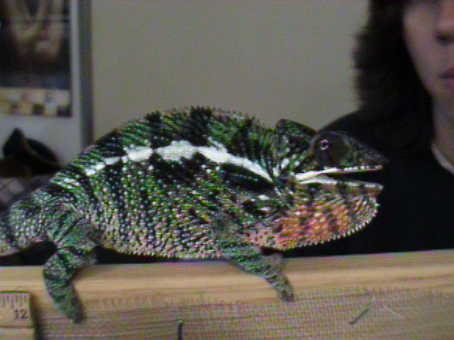 male