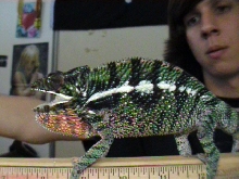 sambava males