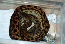 Aussie scrub python