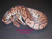 Cinnamon Male