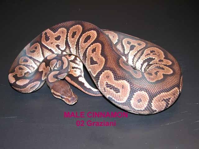 Cinnamon Male