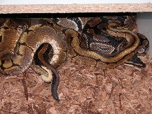 breeding spider