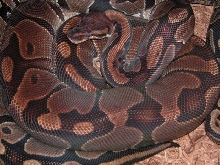 reduced female