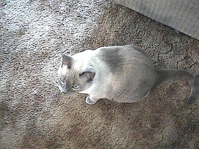 Gizmo