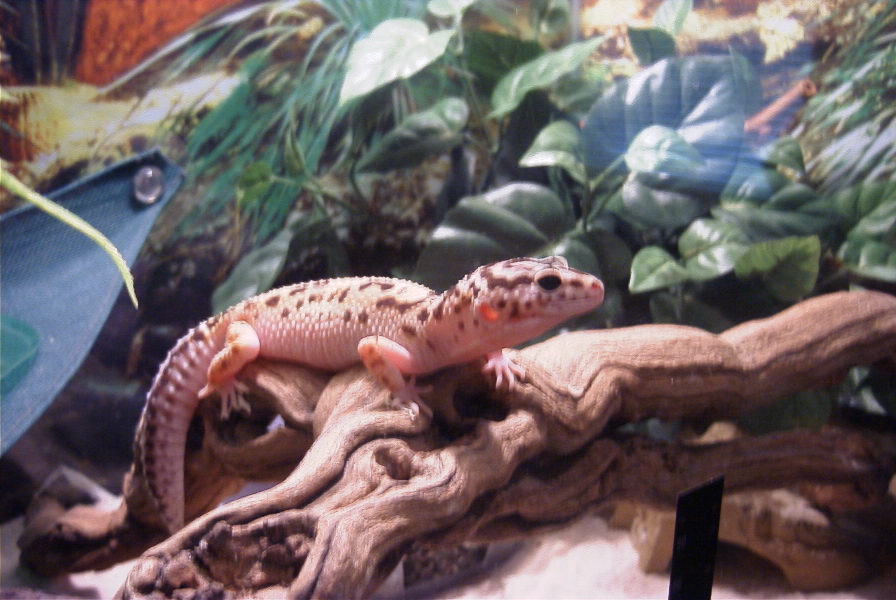 Clue chillen