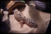 Clue right before her shed