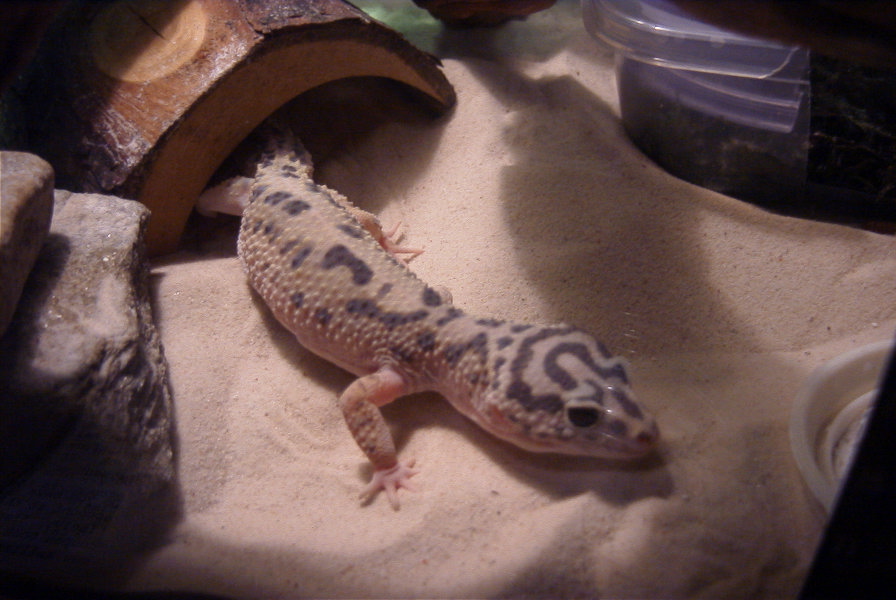 Clue right before her shed