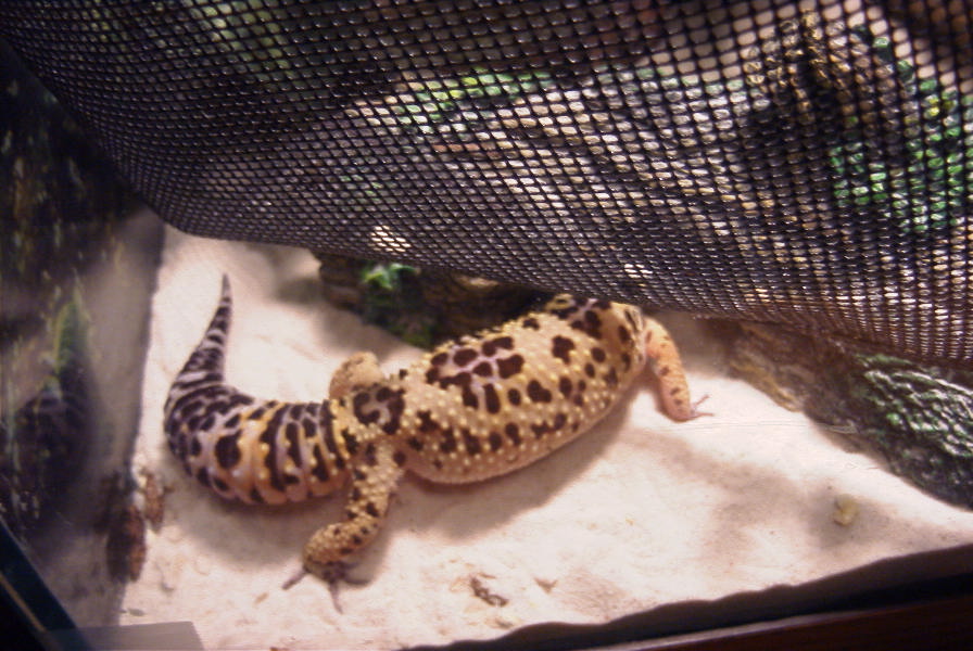 Haze's Ying Yang