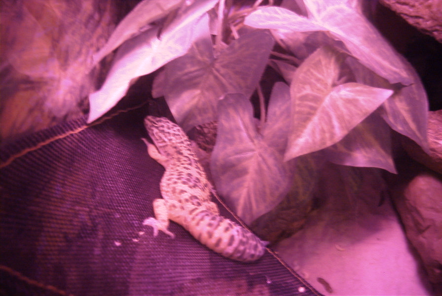 Sleepy Haze