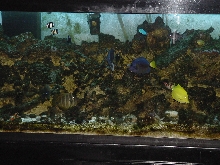 180 gallon saltwater aquarium
