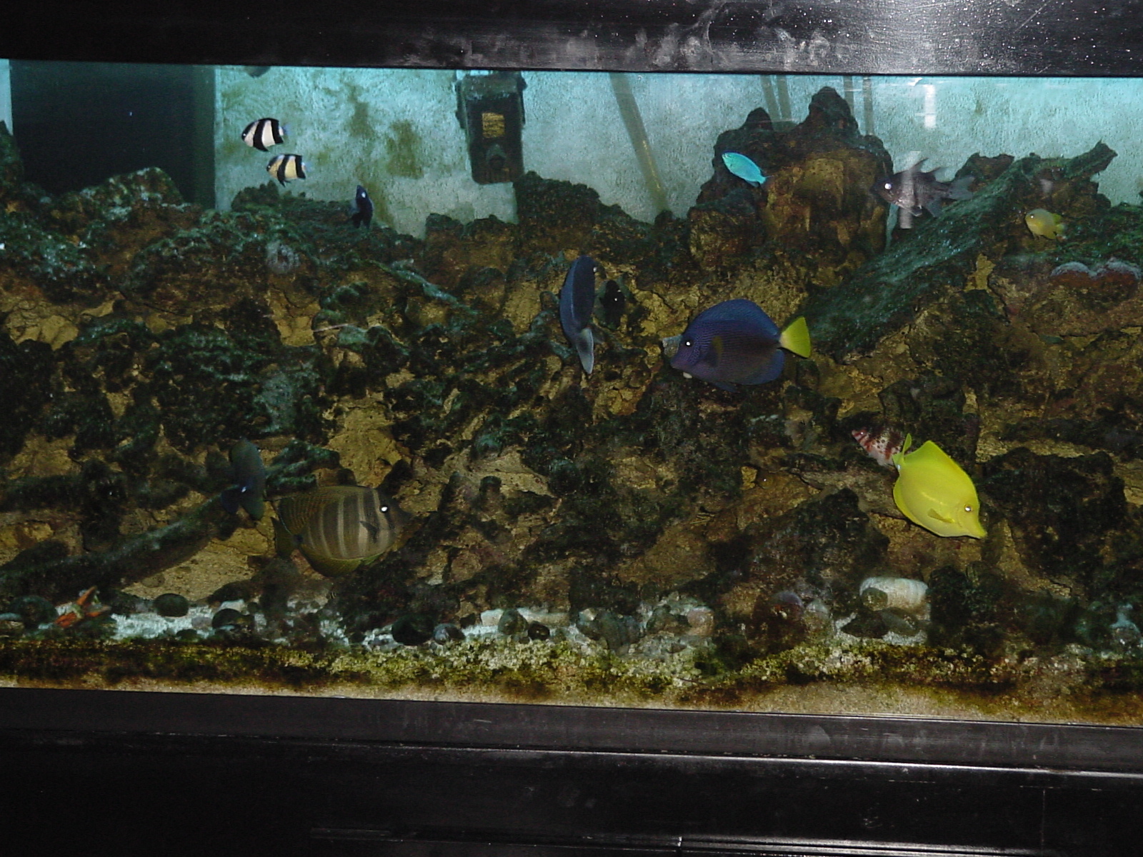 180 gallon saltwater aquarium