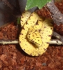 GTP