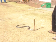 forest cobra in the garden