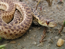 sd gophersnake