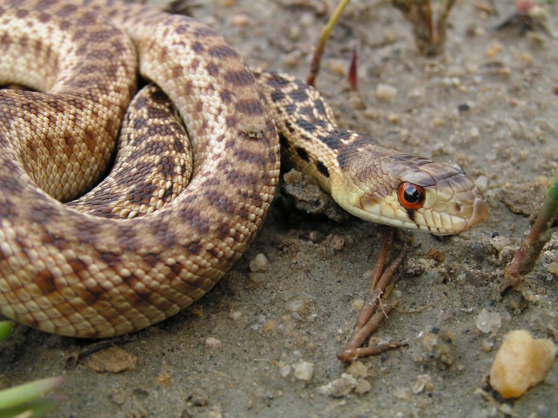 sd gophersnake