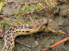 sd gophersnake