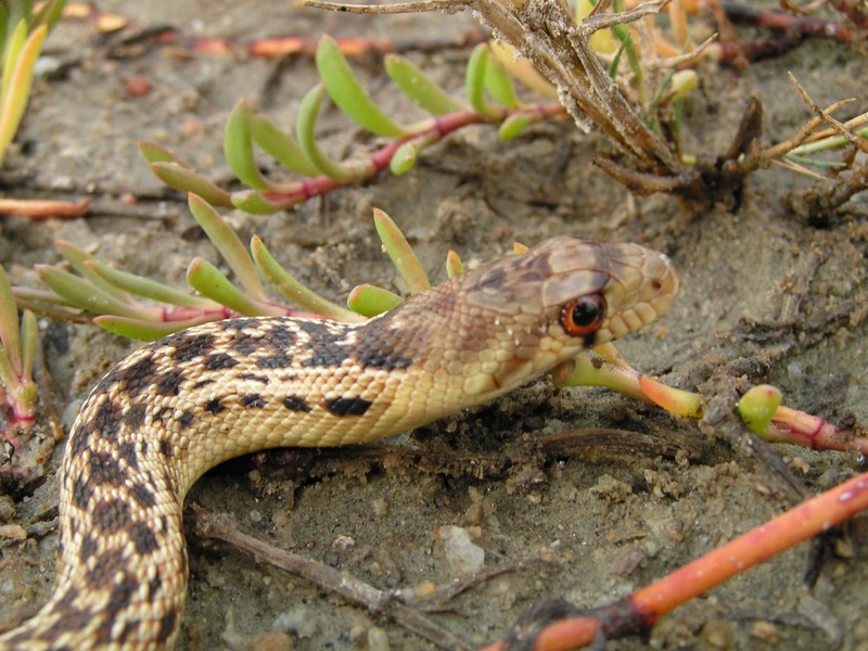 sd gophersnake
