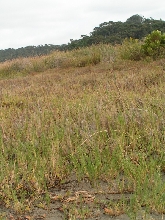 sd gophersnake