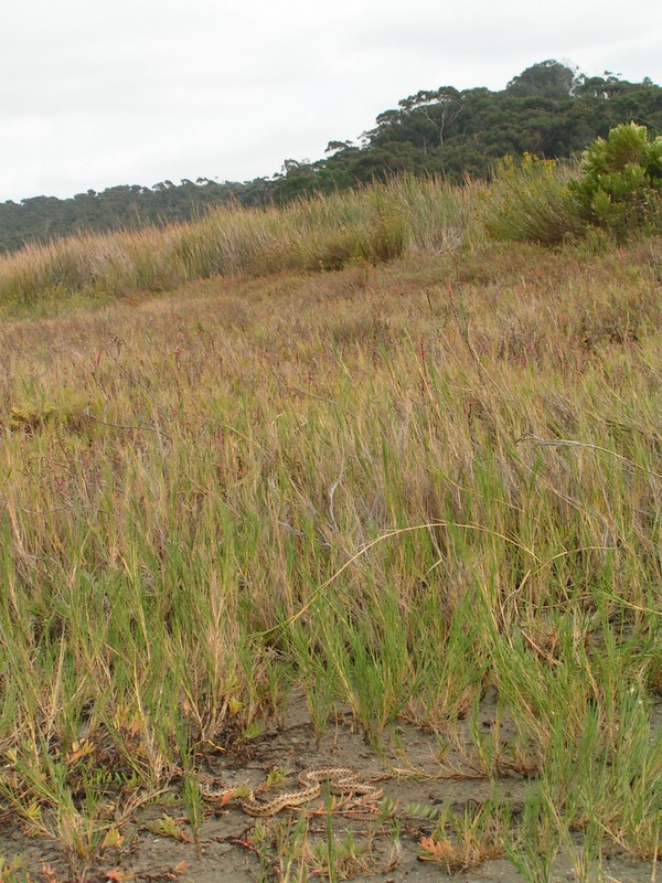 sd gophersnake
