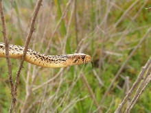 sd gophersnake