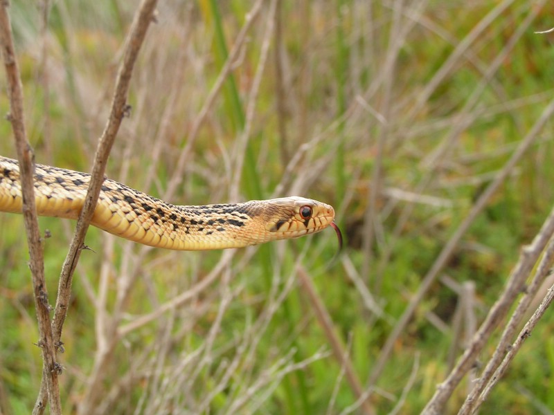 sd gophersnake