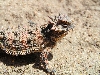 Coastal Horned Lizard