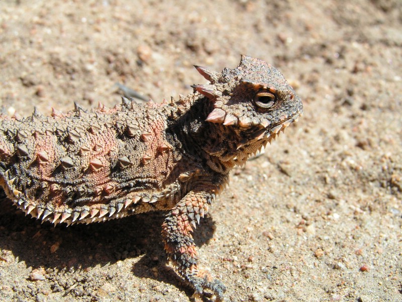 Coastal Horned Lizard