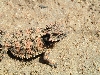 Coastal Horned Lizard