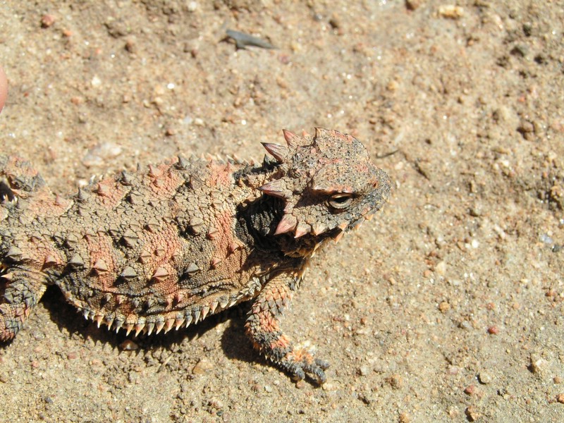 Coastal Horned Lizard