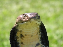 king cobra