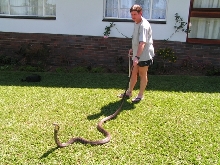 king cobra