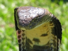 king cobra