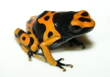 leucomelas