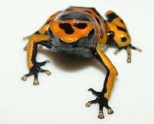leucomelas