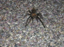 tarantula anza