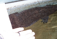 Chinese Giant Salamander